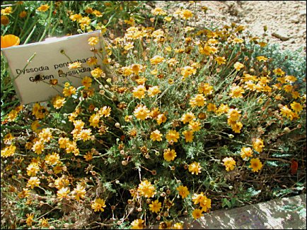 flowers and foliage of Dyssodia pentachaeta