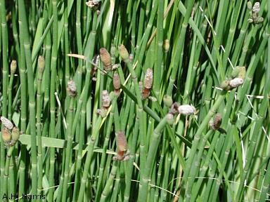 Stems and cones of Horsetail