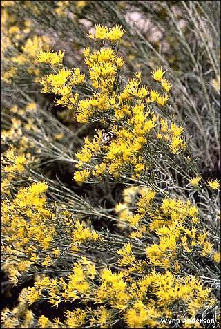 Blooms of Ericameria nauseosa