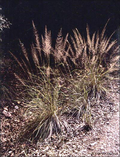 Muhlenbergia emersleyi, overview