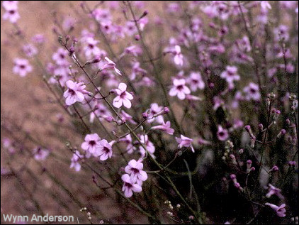 Penstemon thurberi, flowers