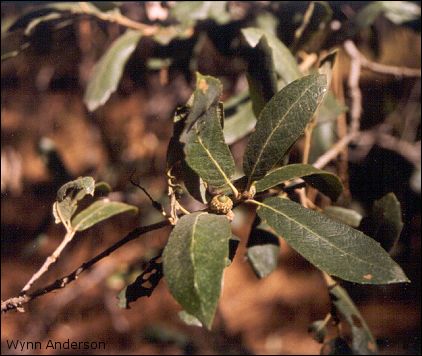 Quercus arizonica, foliage and acorn