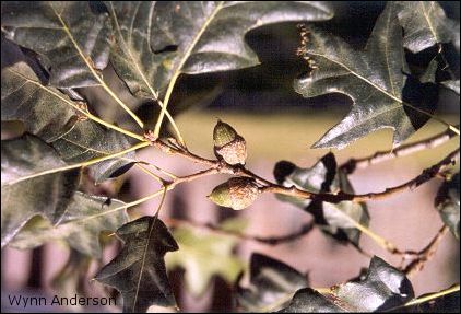 Quercus gravesii, foliage and acorns
