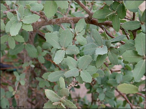 Quercus turbinella, leaves