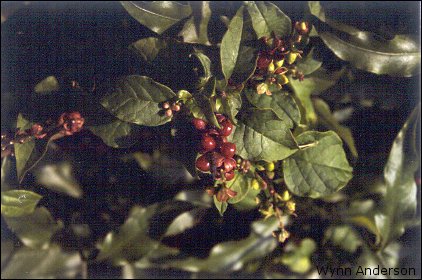 Rivina humilis, foliage, fruit