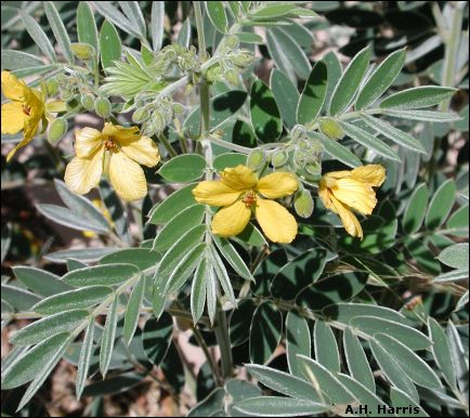 Senna lindheimeriana, leaves and flowers