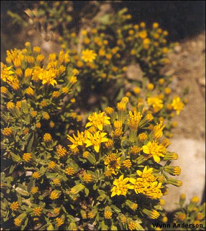 Trixis californica, flowers