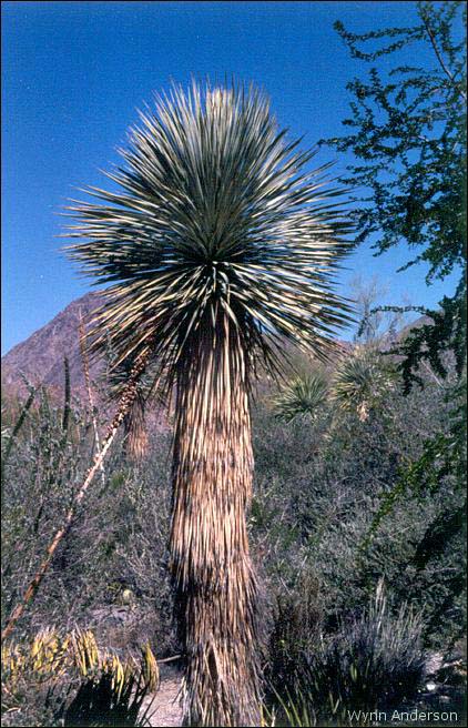 Yucca thompsoniana, overview