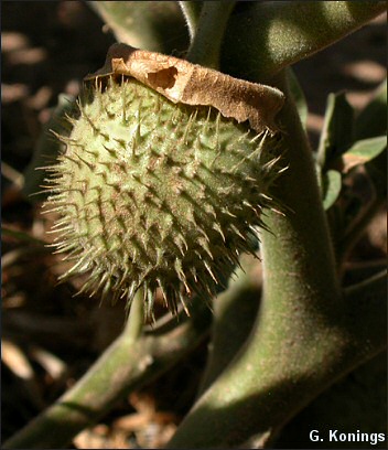 Fruit of Datura wrightii