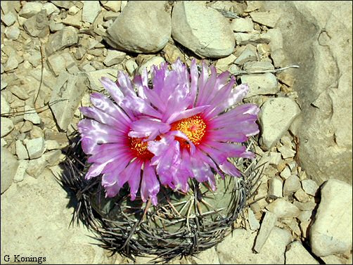 Overview of Turk's Head cactus