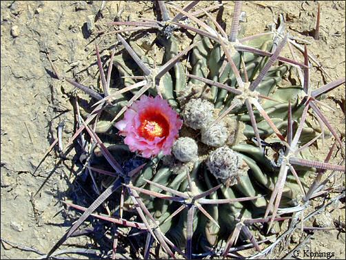 Overview of Horse Crippler cactus