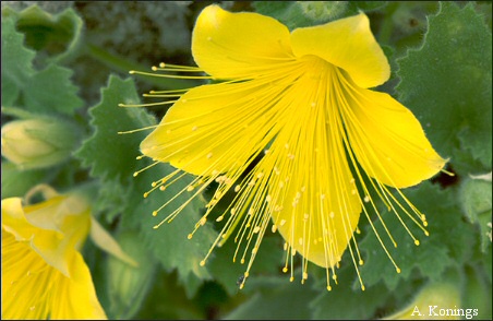 Flower of Eucnide bartonioides