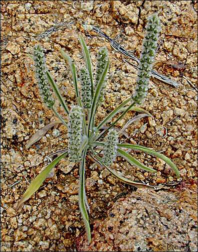 Plantago patagonia, flowers and foliage