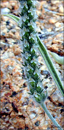 Plantago patagonia, flowers