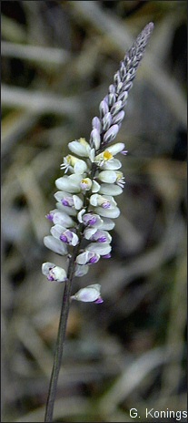 Polygala alba, flowers
