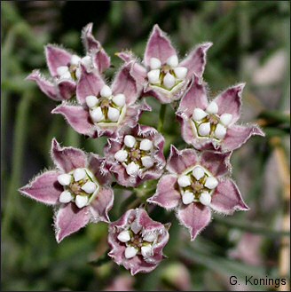 <i>Sarcostemma cynanchoides</i> var. <i>heterophyllum</i>), flowers