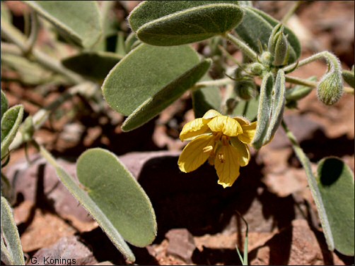 Senna bauhinioides, flower and foliage