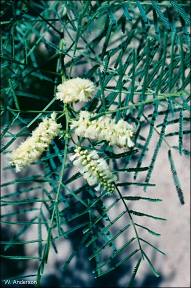 flowers and foliage of fernleaf acacia