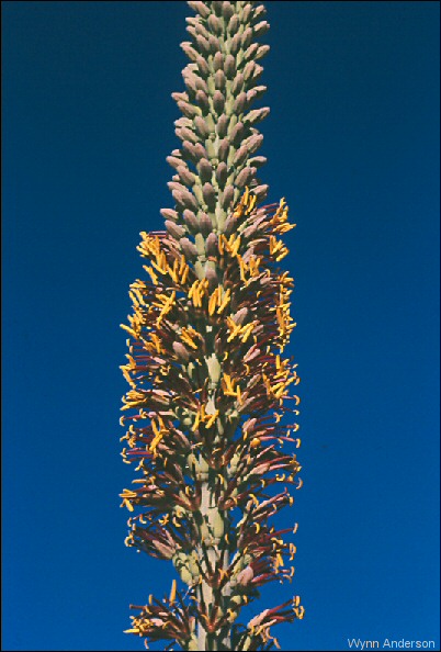 Flower stalk of Agave lechuguilla