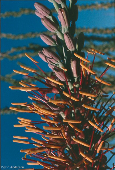Closeup of flowers, Agave lechuguilla