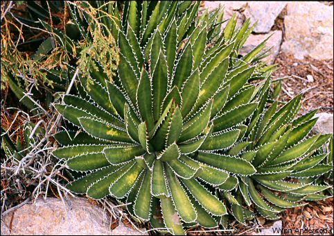 desert plants pictures and names