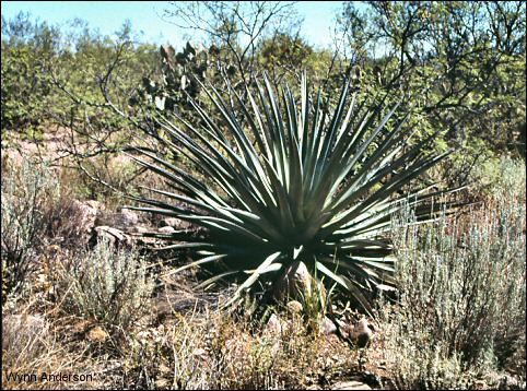 Overview of Agave palmeri