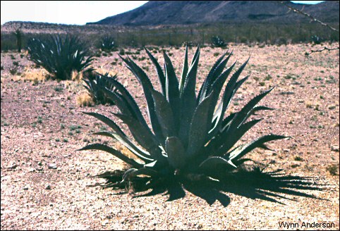 overview of Agave scabra plants