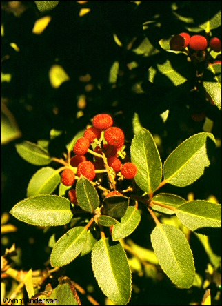 berries and leaves