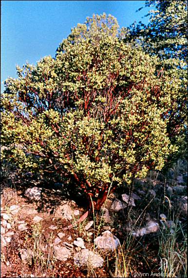 overview of Arctostaphylos pungens