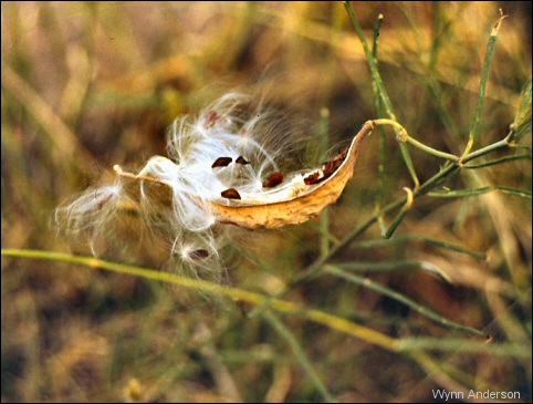 Seed pod and seeds of Asclepias subverticillata