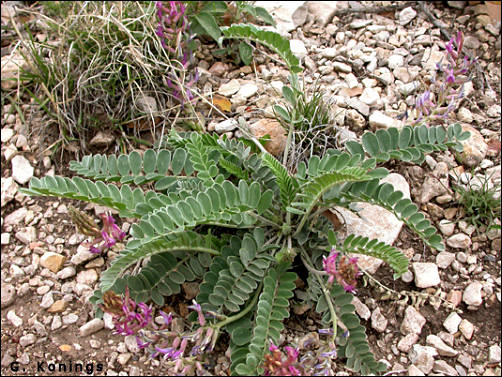 overview of Astragalus missouriensis