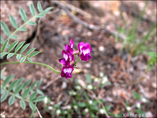 flowers, Astragalus nuttalliensis