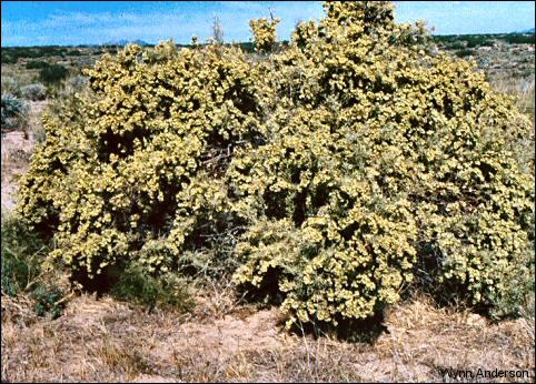 overview, Four-wing Saltbush