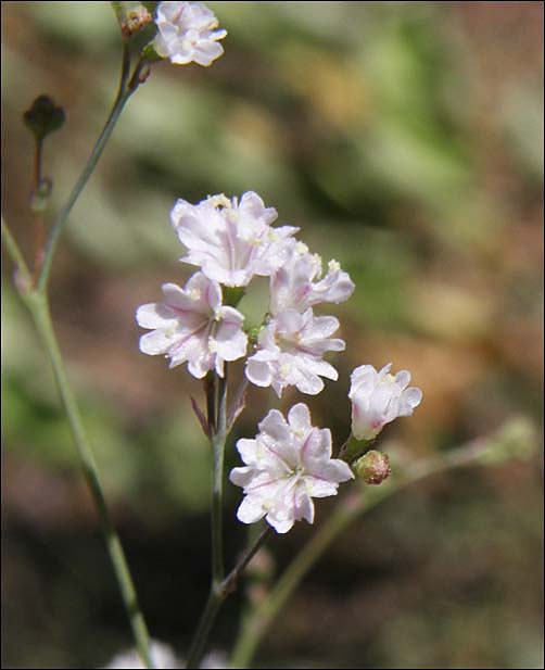 Flowers, Boerhavia erecta