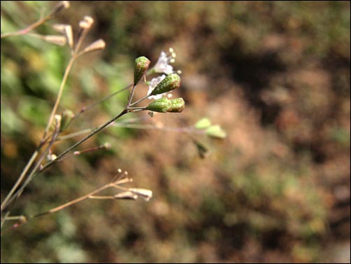 Developing fruit, Boerhavia erecta