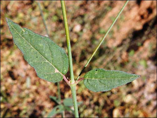 Leaves, Boerhavia erecta