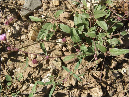 Overview, Purple Spiderling