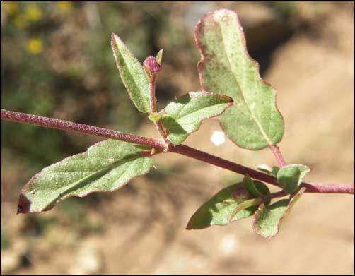 Top surface of foliage, Purple Spiderling