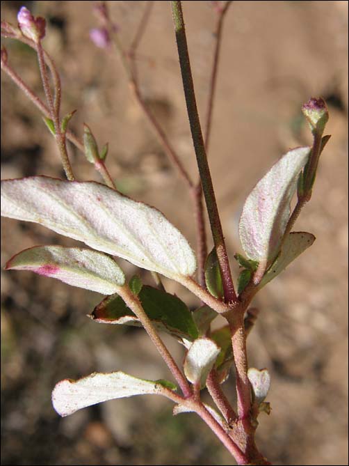 Foliage underside, Purple Spiderling