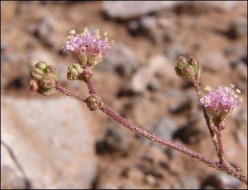 Flowers and buds, Purple Spiderling