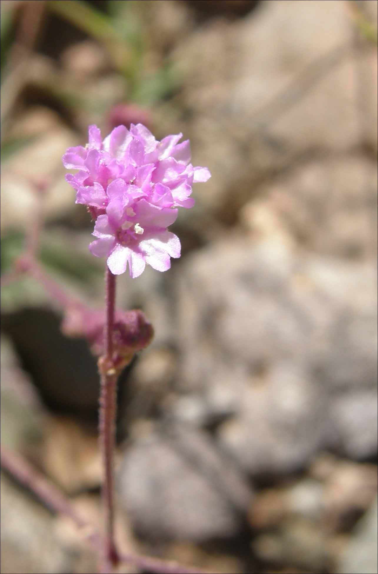 Flowers, Purple Spiderling