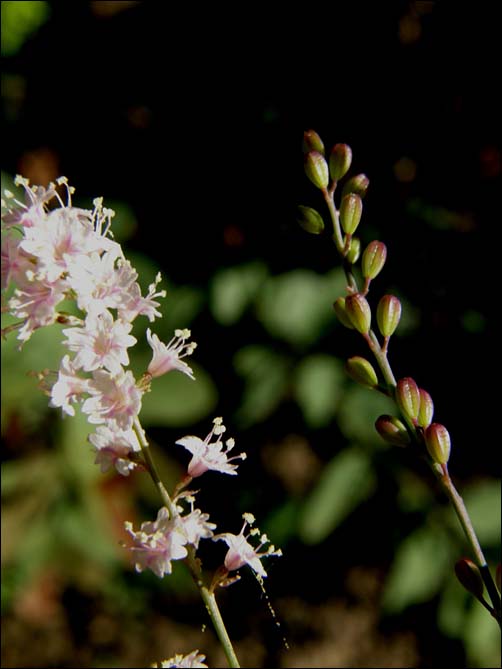 Flowers and fruit, Boerhavia spicata