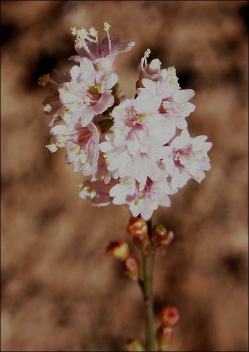 Flowers, Boerhavia spicata