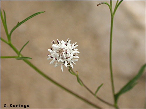 Flowers of Chaenactis stevioides