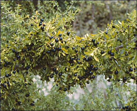 Foliage and fruit, Condalia warnockii