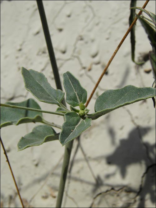 Foliage, Leachlobe Cyphomeris