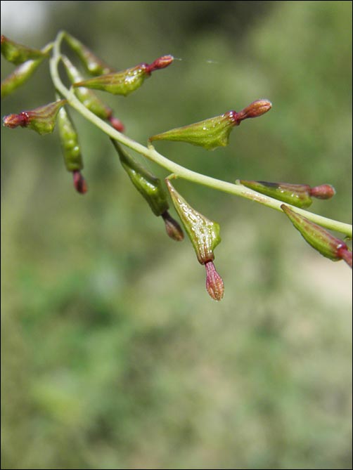 Cleistogamous flowers, Leachlobe Cyphomeris