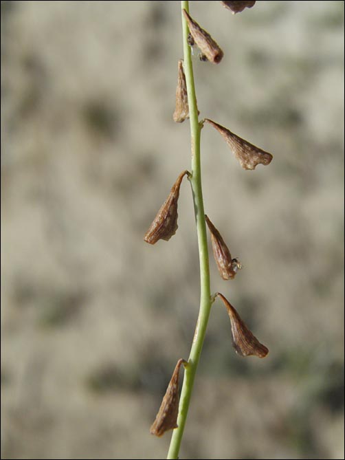 Fruit, Leachlobe Cyphomeris