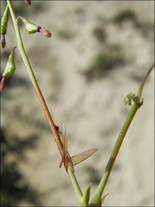 Viscid stem ring, Leachlobe Cyphomeris