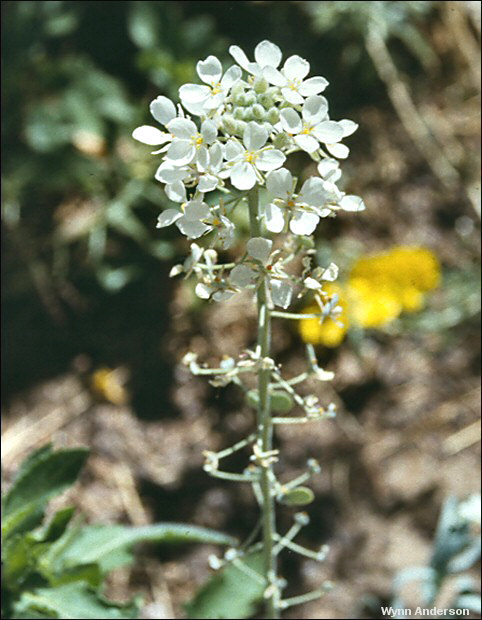 flowers of Dimorphocarpa wislizenii